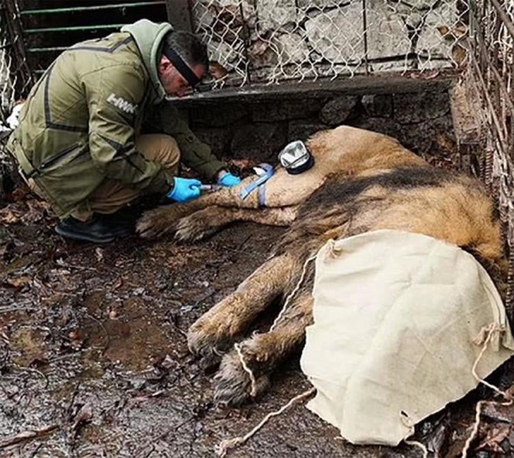 leon abandonado3 leon abandonado3