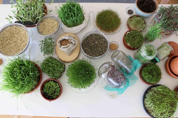 mix_germinados_1 mix_germinados_1.jpg