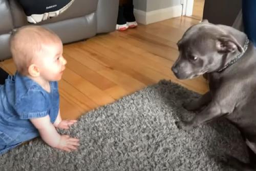 No te pierdas la reacción de este perro al momento de conocer a un bebé