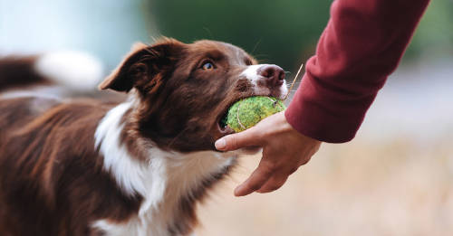 indicadores perro inteligente indicadores perro inteligente
