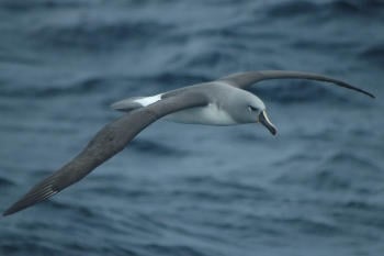 Albatro cabeza gris volando_1_010413_Tamini Albatro cabeza gris volando_1_010413_Tamini