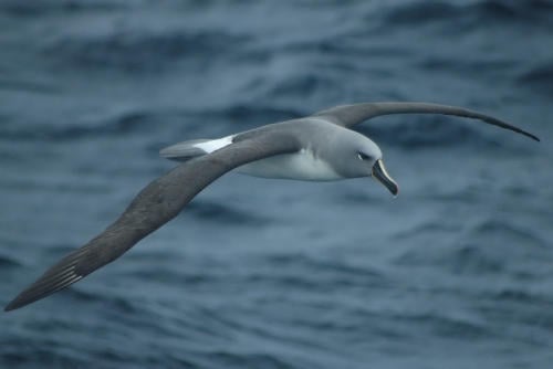 Albatro cabeza gris volando_1_010413_Tamini Albatro cabeza gris volando_1_010413_Tamini