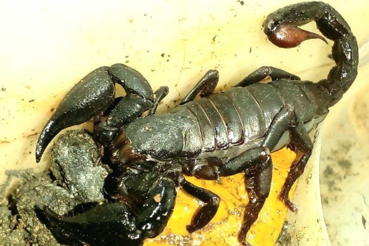 escorpion Imagen: Pinterest