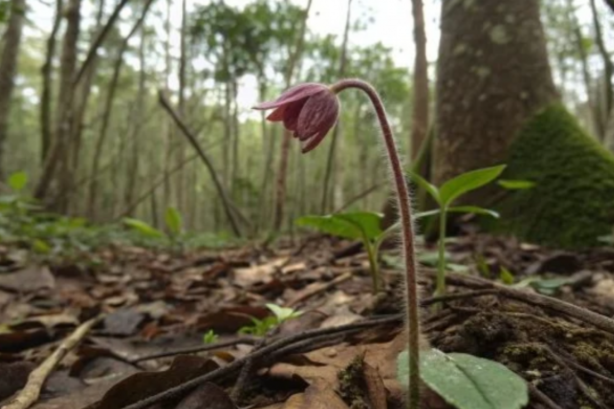 Un grupo de científicos encontró en África una especie vegetal que desafía todo lo que sabemos sobre la vida verde: no necesita sol, ni clorofila, ni produce su propio alimento. (msn.com)