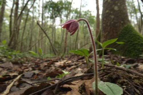 flor Un grupo de científicos encontró en África una especie vegetal que desafía todo lo que sabemos sobre la vida verde: no necesita sol, ni clorofila, ni produce su propio alimento. (msn.com)