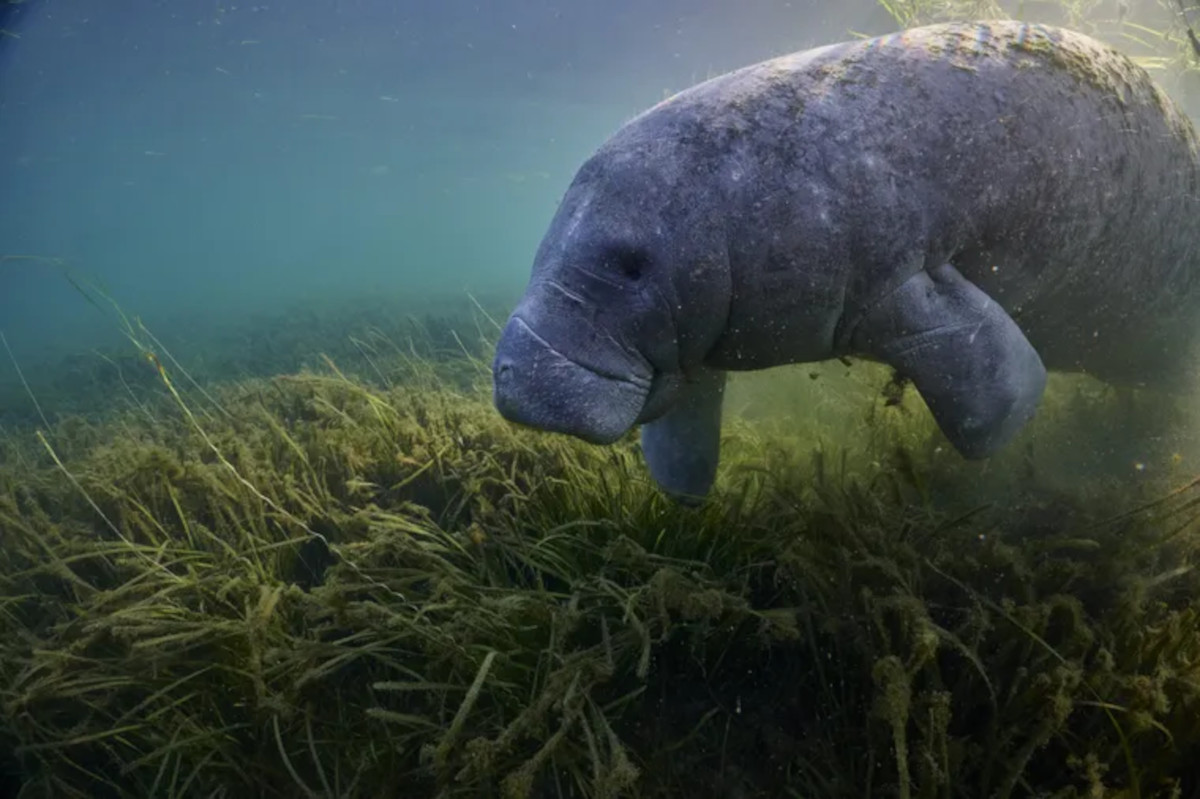 pastos marinos manatí pastos marinos manatí