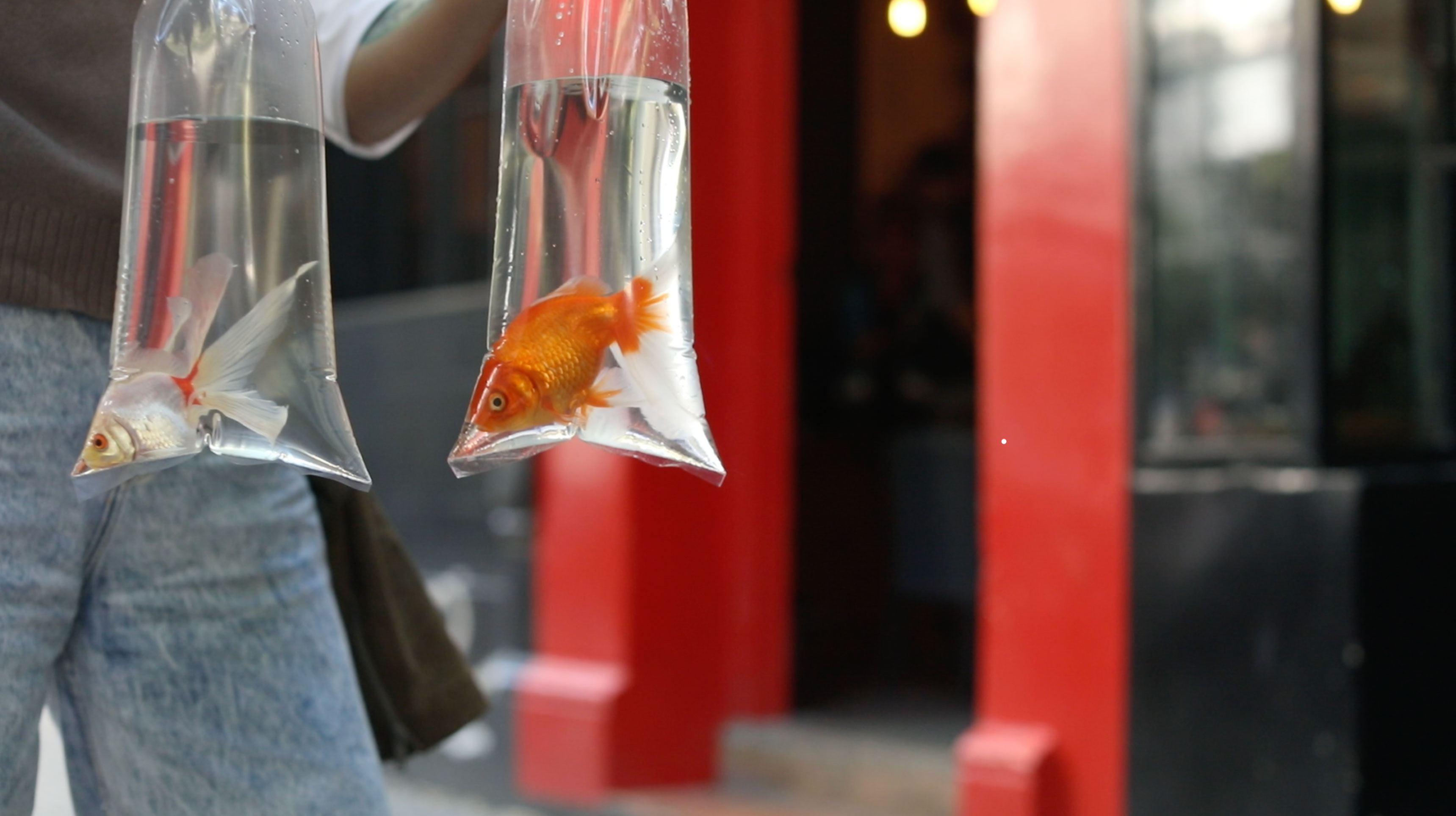 Peces sujetos de derecho/ Santuario Jaulas Vacías / Federico Sordo @fede.sordo