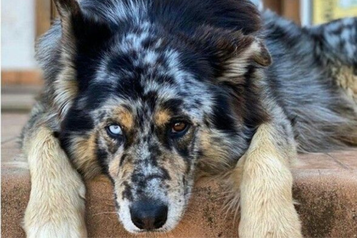perro merle Curiosidad: ¿Por qué algunos perros tienen pelaje merlé?. (Foto: Pinterest)
