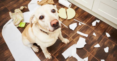 7 Trucos para que tu perro no te destroce la casa cuando se queda solo
