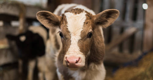 onu reducir consumo carne cambio climatico