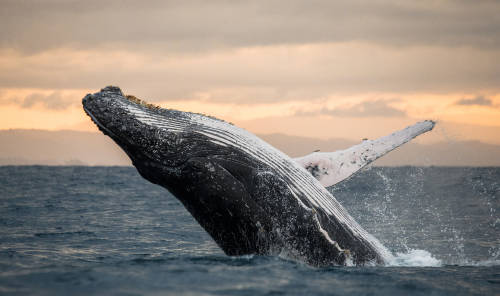 Las ballenas jorobadas se salvan: pasaron de 450 a 25.000 ejemplares