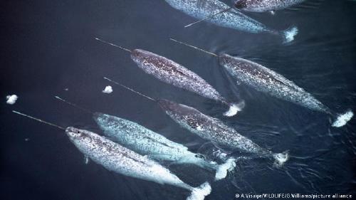 63606355_303 63606355_303