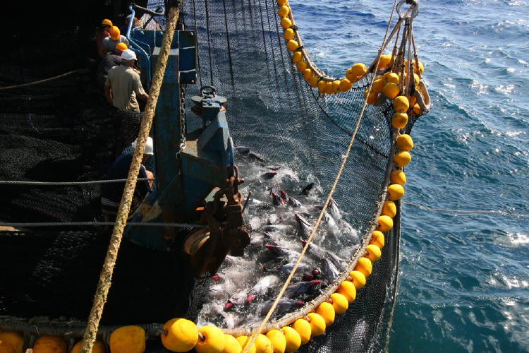 sobrepesca barco pesquero