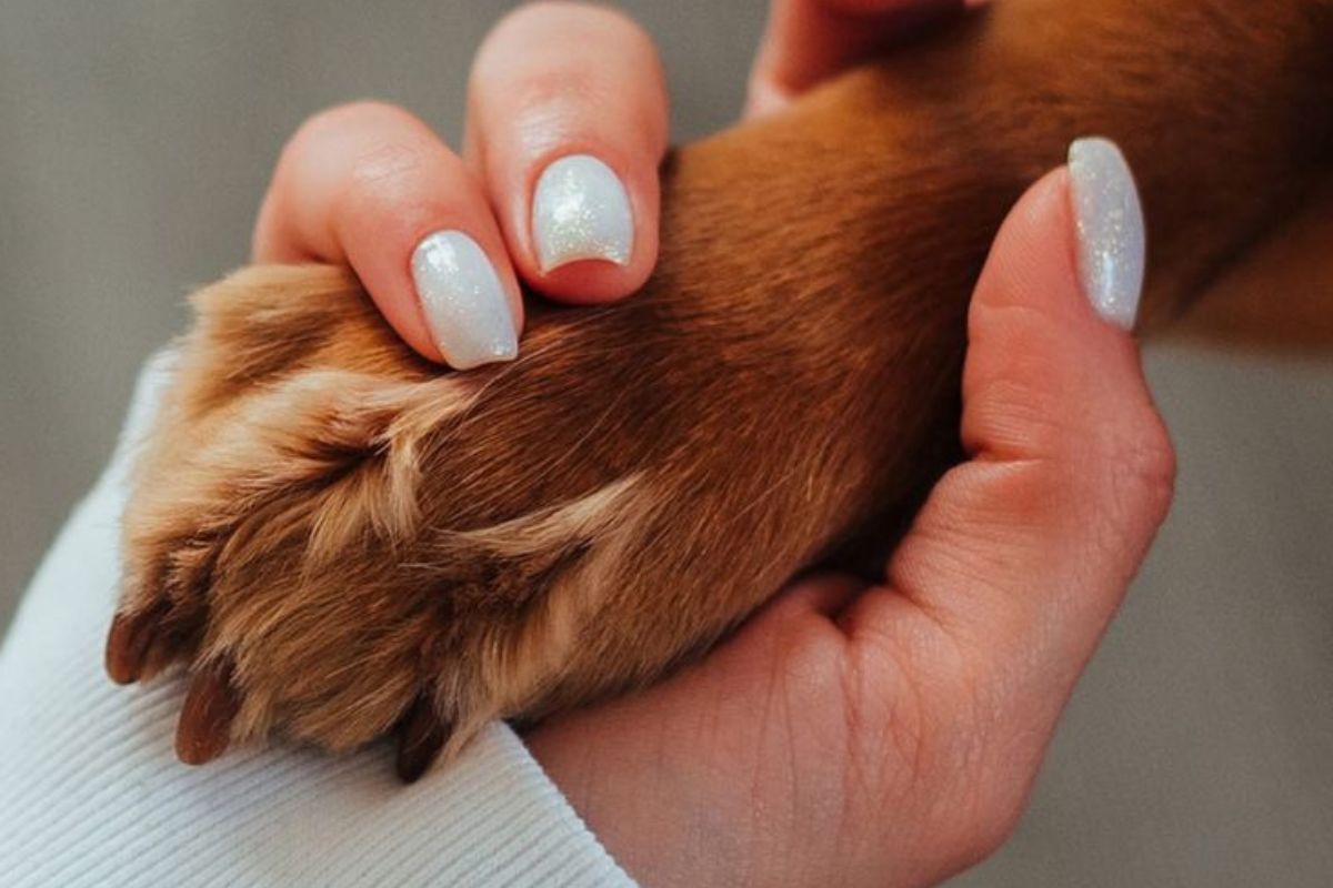 manos humana perro Imagen: Pinterest