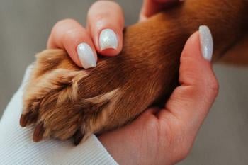 manos humana perro Imagen: Pinterest