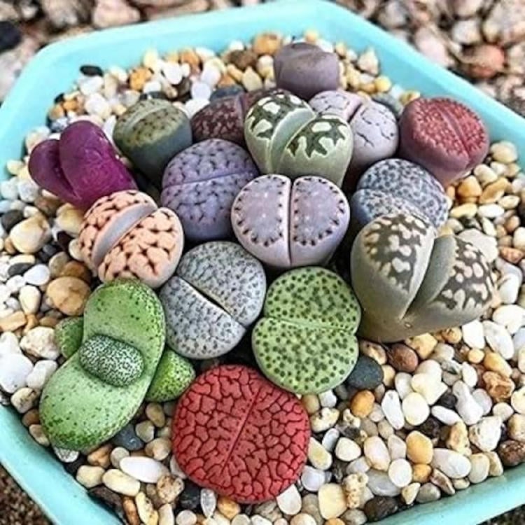 lithops2 lithops2