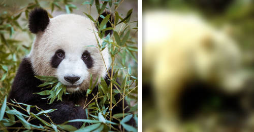 primera vez historia fotografia oso panda albino
