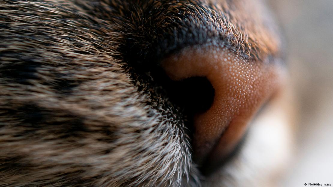 66081880_906 66081880_906