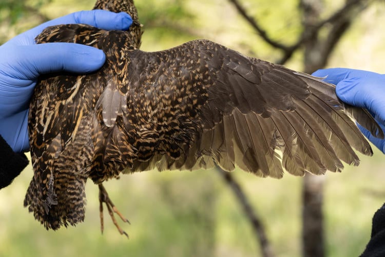 Becacina grande Victor Raimilla(1) Becacina grande Victor Raimilla(1)