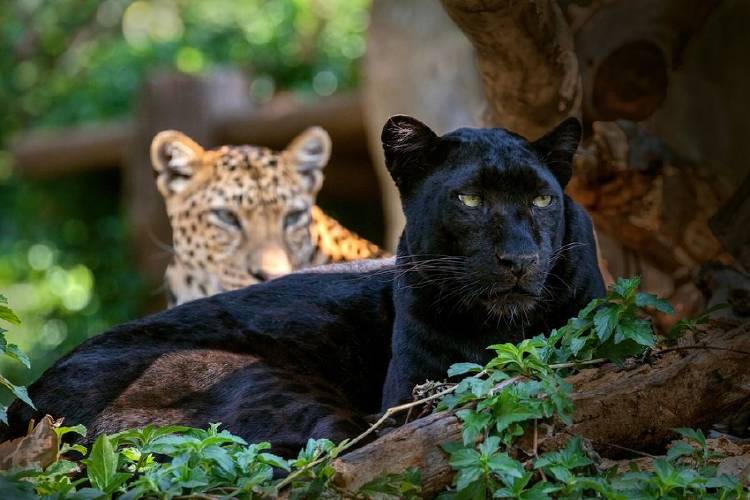 pantera leopardo negro negra