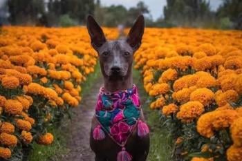 Xoloitzcuintle Imagen: Pinterest