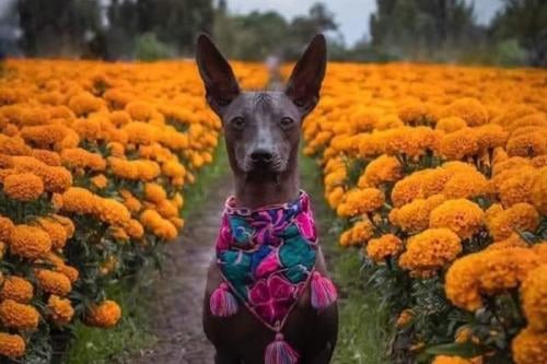 Xoloitzcuintle Imagen: Pinterest