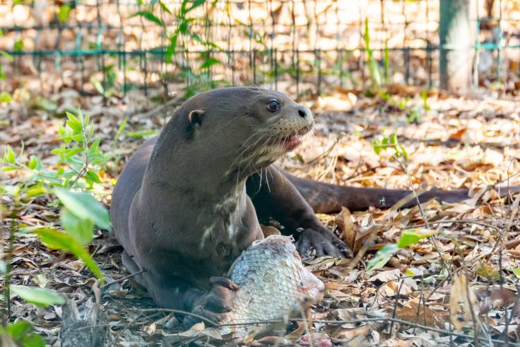 Nutria gigante Iberá