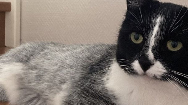 gato este nuevo color rompió con los esquemas preexistentes. (Foto: Pinterest)