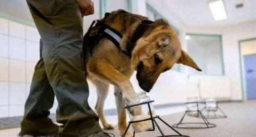 perro policía perro policía