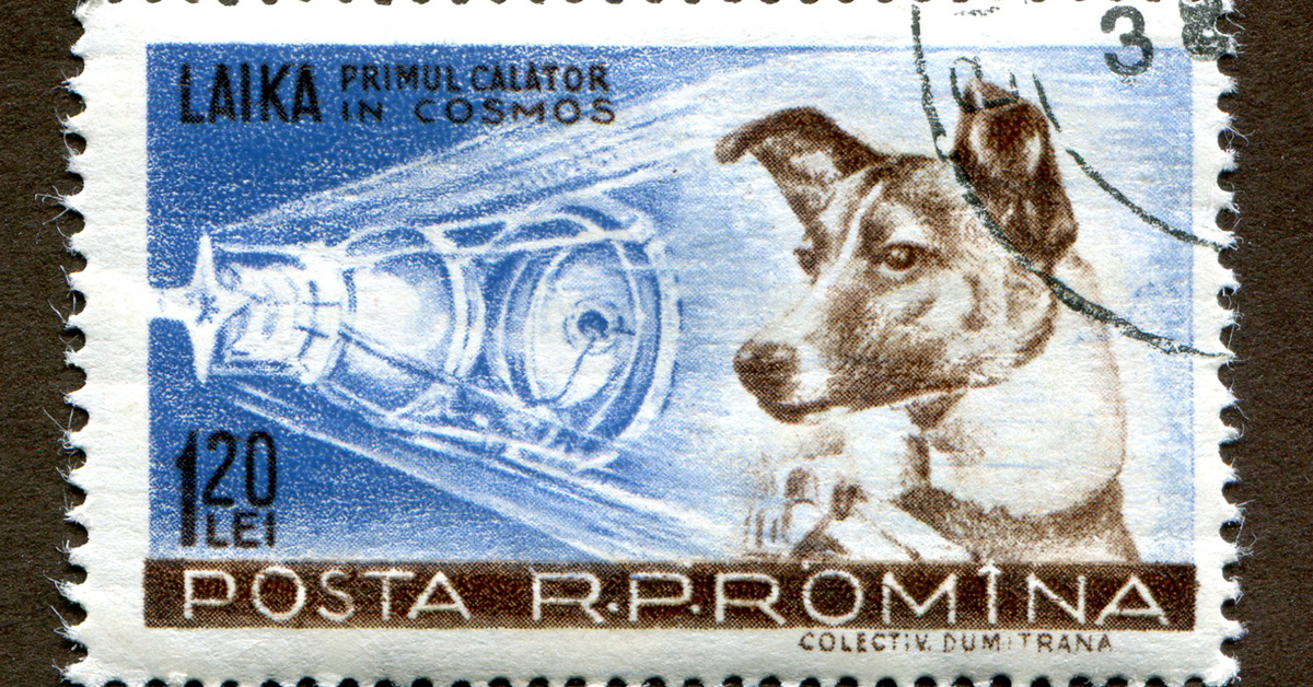 perros mas famosos historia perros mas famosos historia