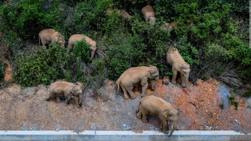 elefantes viaje china