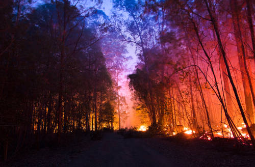 Los incendios de Australia han emitido casi tanto CO2 como el país en un año