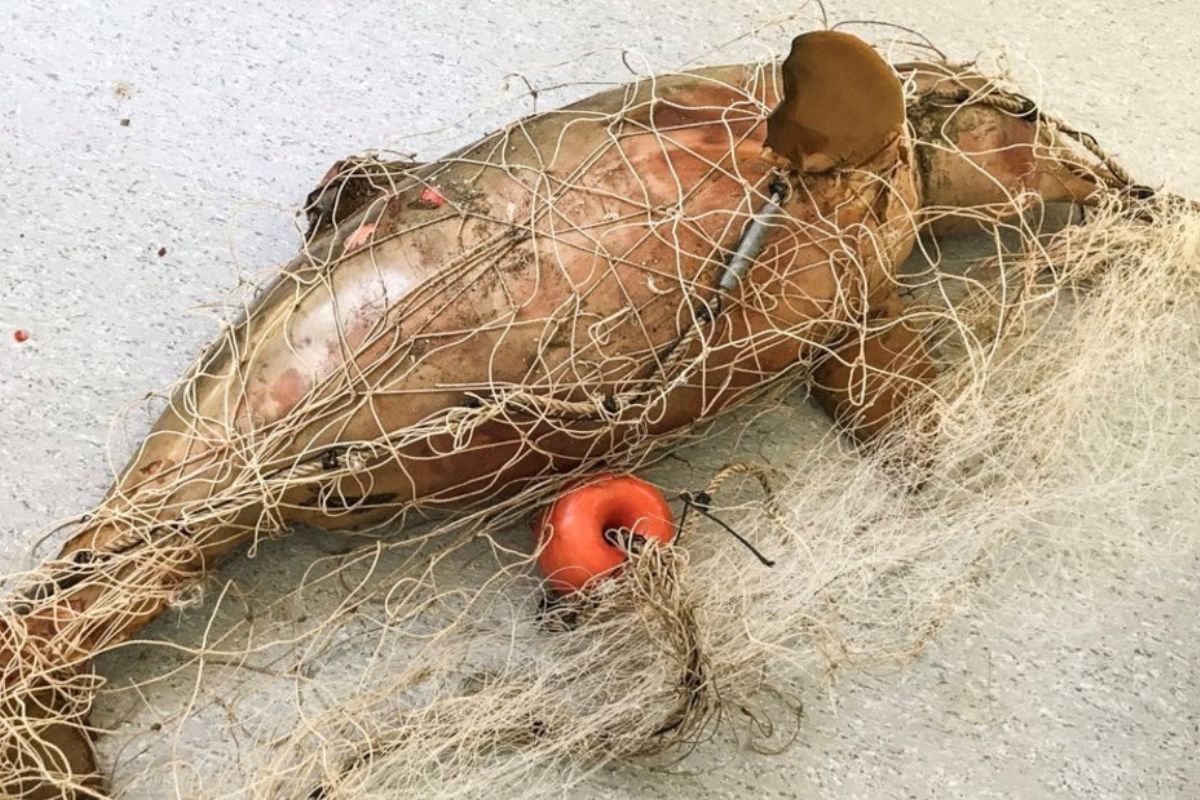 Un delfín de la especie Franciscana, atrapado en una red fantasma de un barco abandonado. (Foto: Mundo Marino). Imagen: 1/3