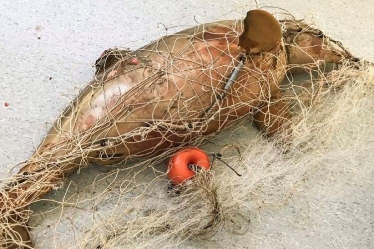 delfin.jpg Un delfín de la especie Franciscana, atrapado en una red fantasma de un barco abandonado. (Foto: Mundo Marino). Imagen: 1/3