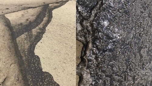 _portada bioguia (64) _portada bioguia (64)