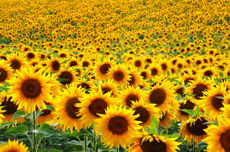 girasoles girasoles