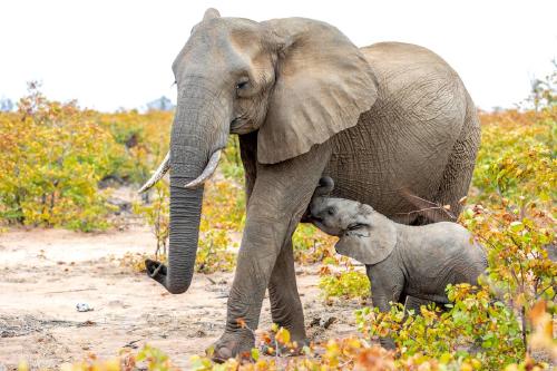 elefantes cria 2 elefantes cria 2