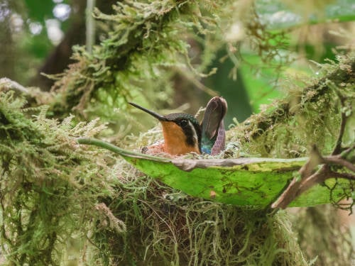 Esta madre colibrí creó un nido con techo para sus polluelos