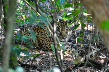 Juruna   Pablo Guerra   Fundacion Rewilding Argentina    (1)