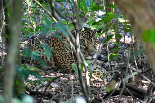 Juruna Pablo Guerra Fundacion Rewilding Argentina (1) Juruna Pablo Guerra Fundacion Rewilding Argentina (1)