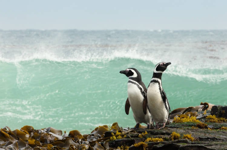 pinguinos magallanes patagonicos