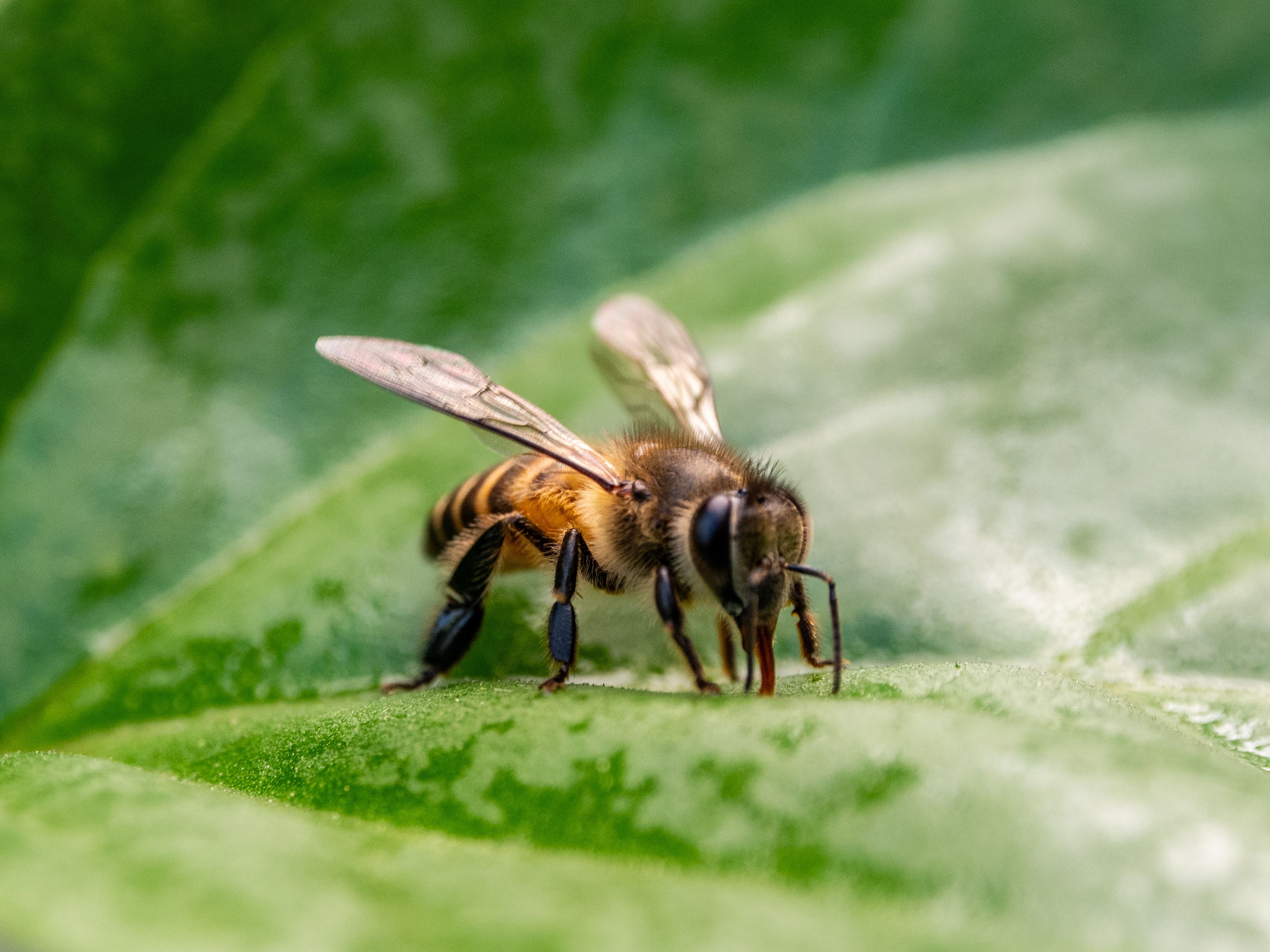 Las abejas sufren la ola de calor/ Pexels
