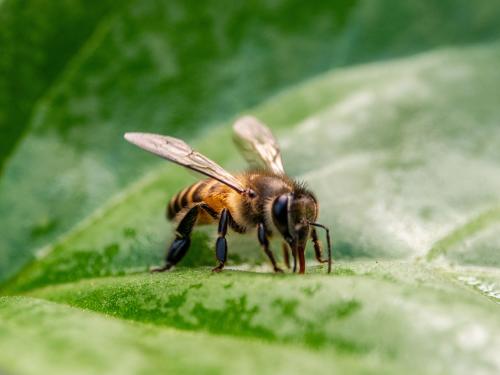 Las abejas sufren la ola de calor/ Pexels Las abejas sufren la ola de calor/ Pexels