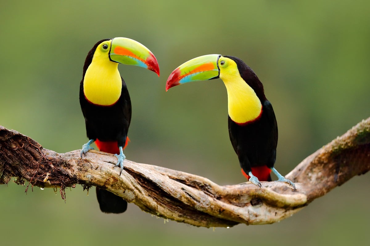 Estos Son Los 6 Pa ses De Latinoam rica Con M s Biodiversidad En El 