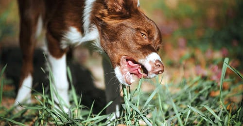 perros gatos comen cesped