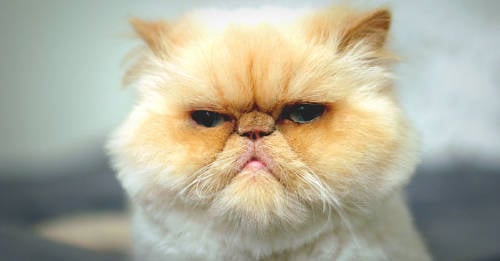 7 cosas gato odia 7 cosas gato odia