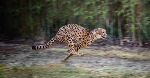 habilidades animales harian superheroes habilidades animales harian superheroes