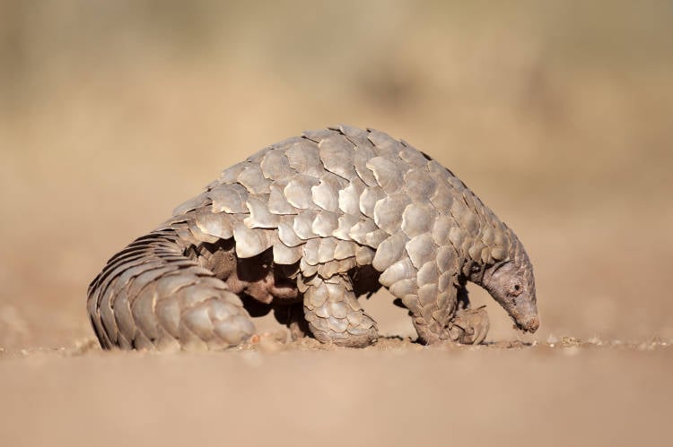 Pangolín, el animal más traficado