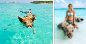 famosa isla cerdos bahamas pesadilla