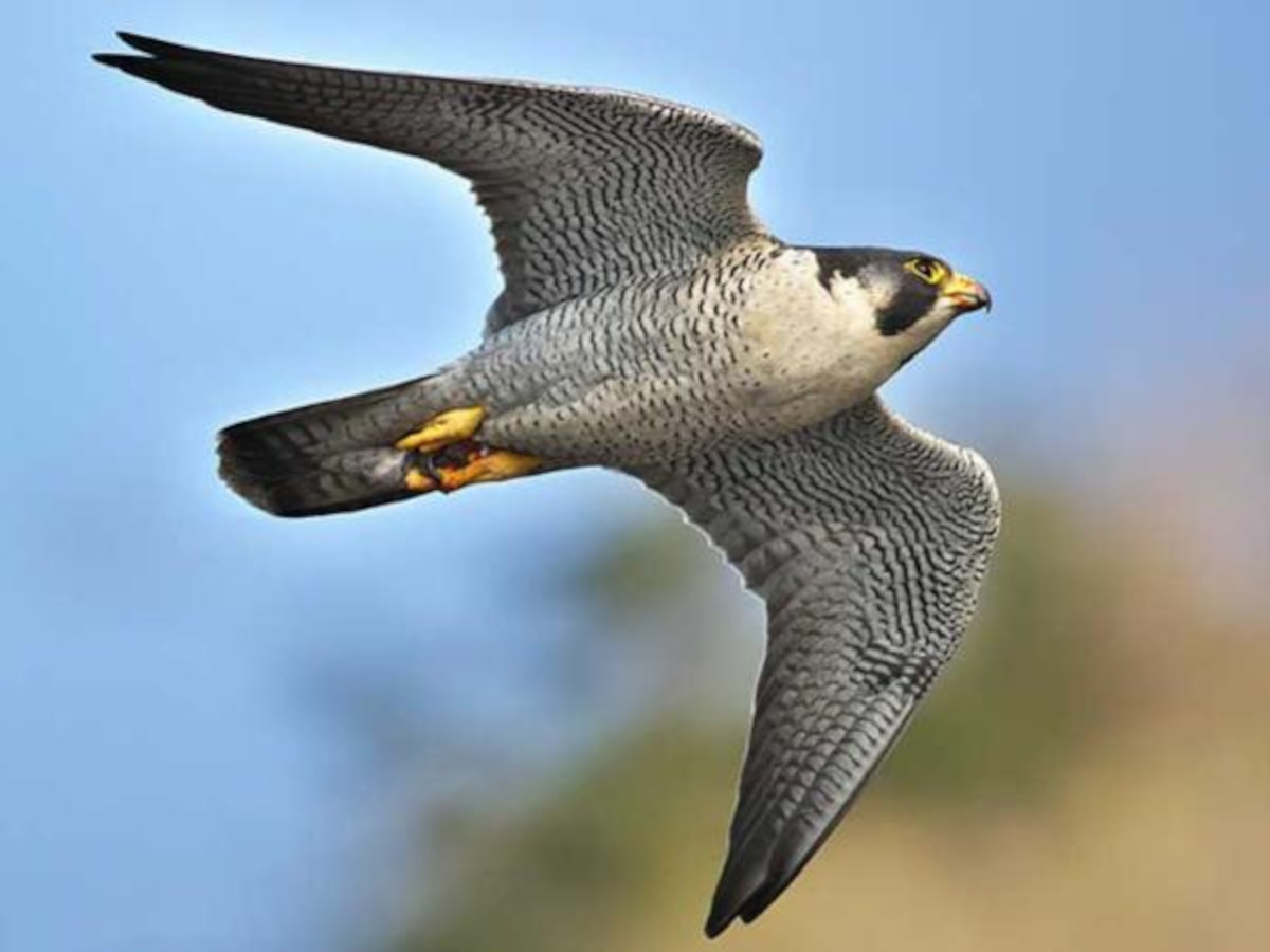 halcón peregrino